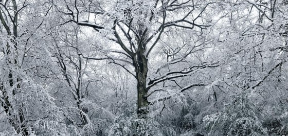 Snow covered trees, Epping Forest, Essex, England, UK